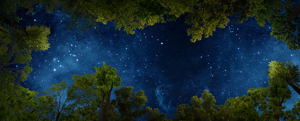 A night sky surrounded by green trees.